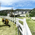 Horses